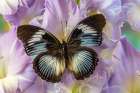 USA-Washington State-Issaquah Butterfly on flowers Art Print
